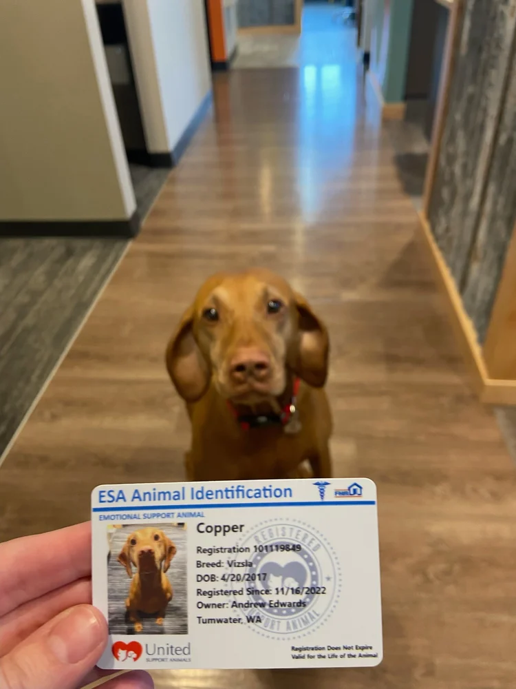 Copper - Emotional Support Pup