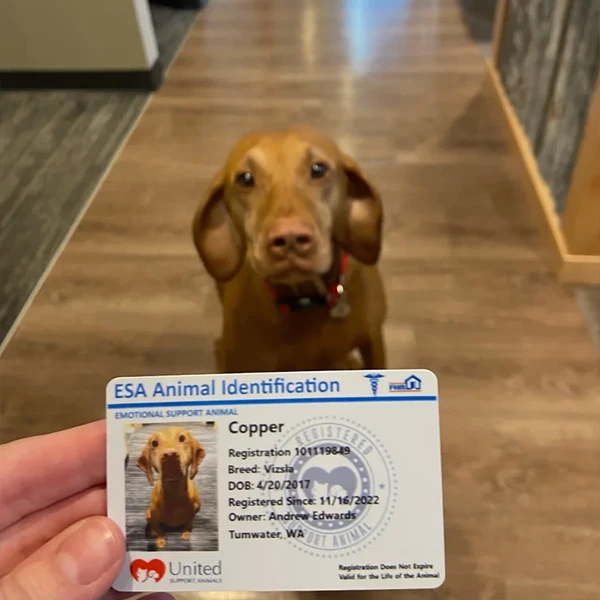 Copper - Emotional support pup at Deschutes River Dentistry